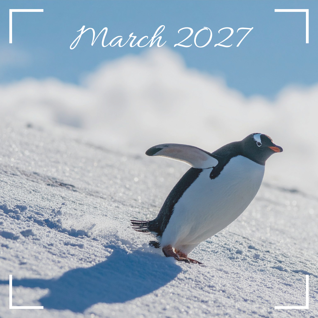 Penguin, Antarctica, March 2027